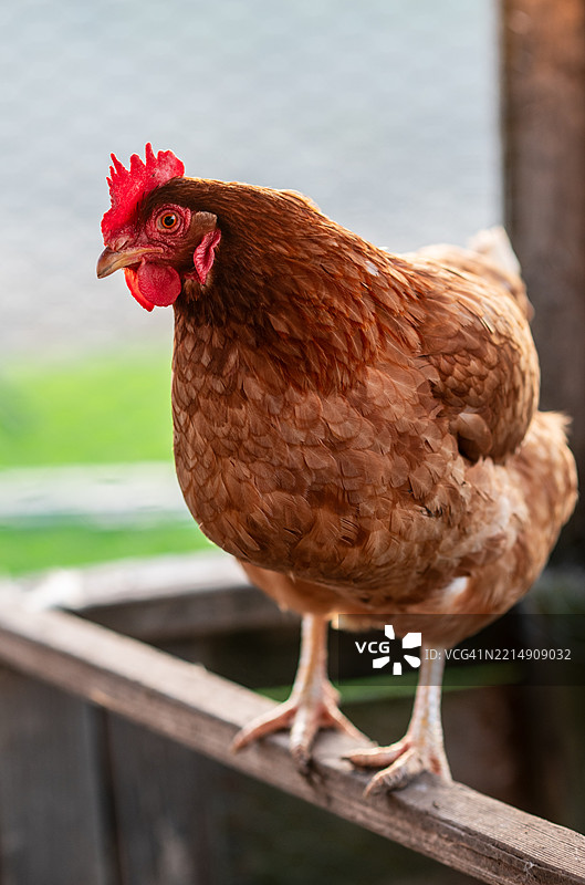 棕色羽毛的母鸡图片素材