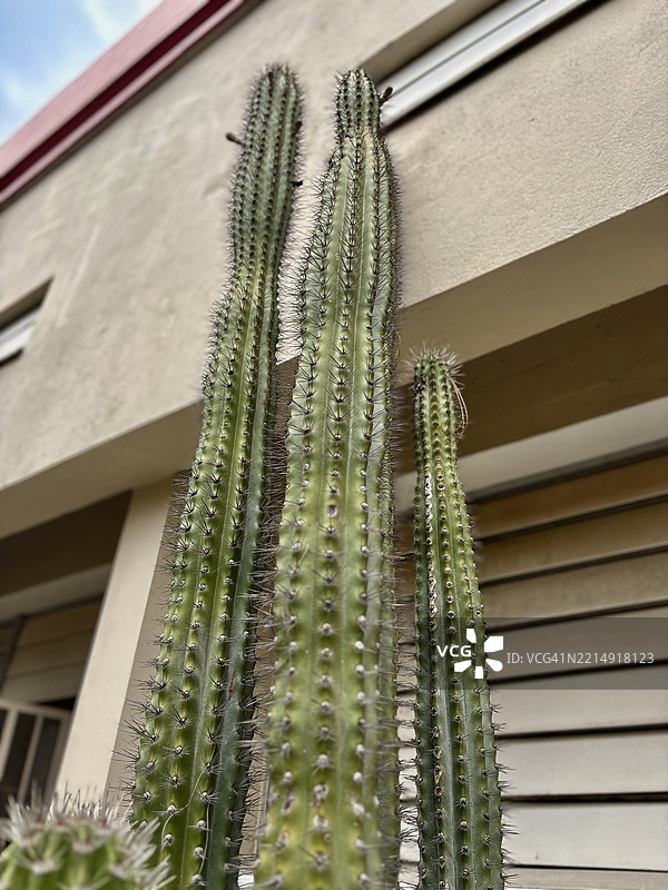 低角度视图的盆栽植物与建筑背景，牙买加图片素材