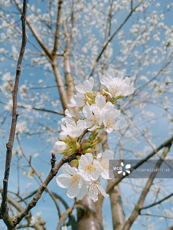 春天白色樱花的特写镜头图片素材