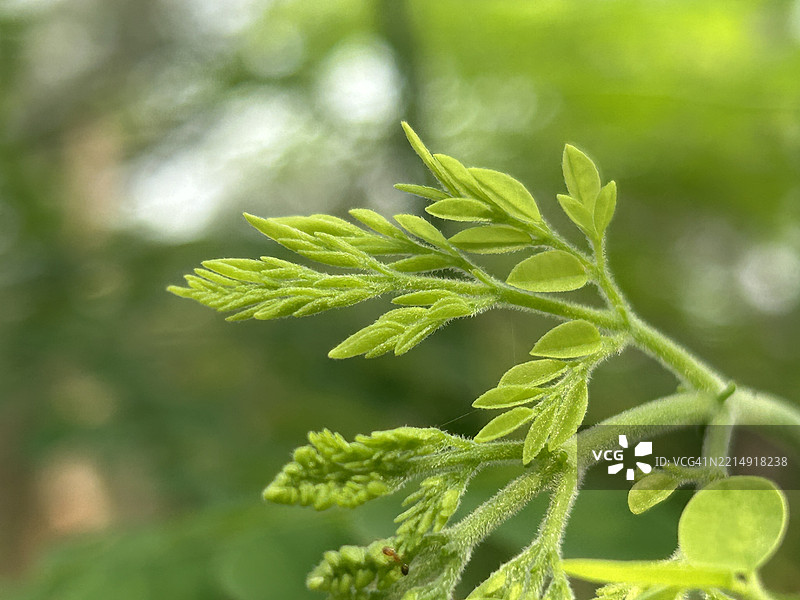 植物叶子的特写，梅迪尼布尔，西孟加拉邦，印度图片素材