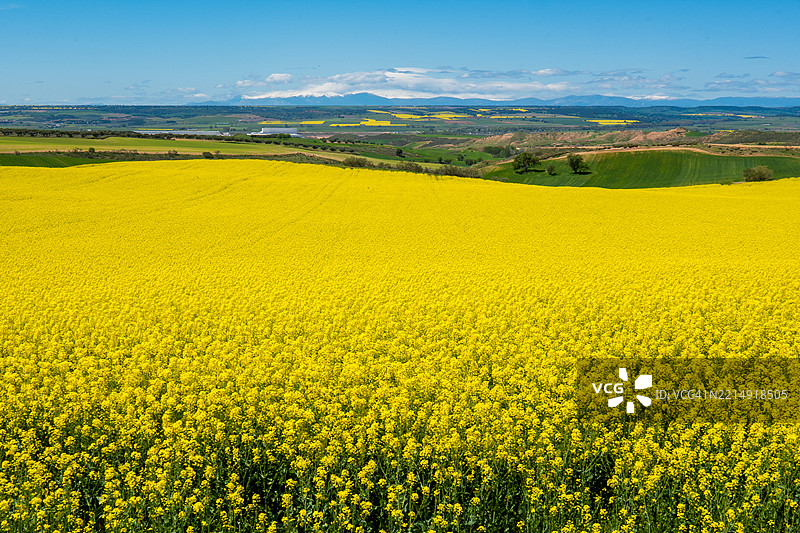 油菜花田的美丽景色图片素材