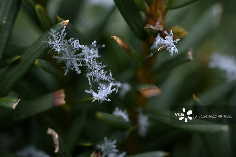 蒙特利尔，南魁北克，加拿大的冰冻植物特写图片素材