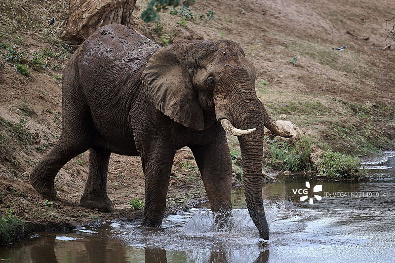 湖中大象的特写镜头图片素材