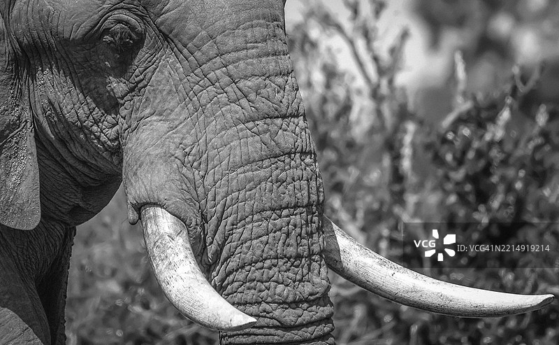 大象特写镜头图片素材