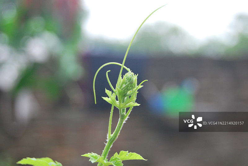 植物特写图片素材