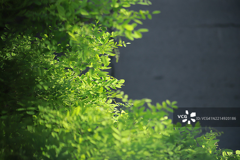 树叶特写图片素材