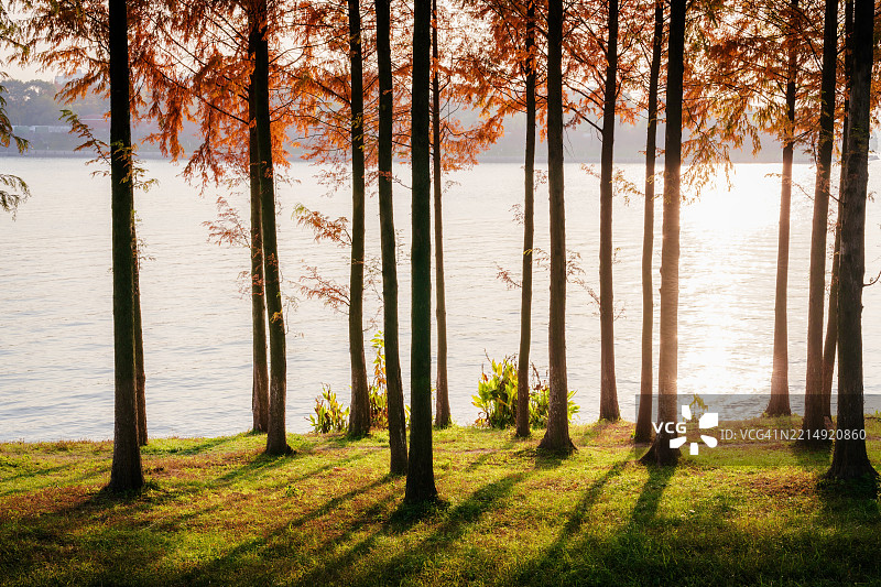 中国森林中的树木图片素材