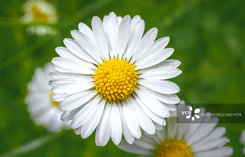 白色雏菊的特写镜头图片素材