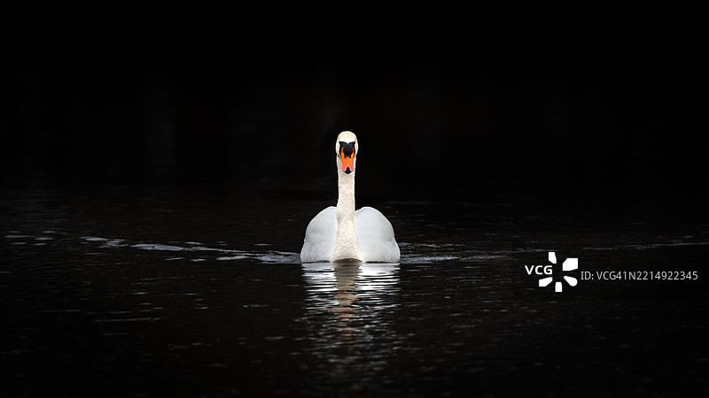 一只雄伟的天鹅在黑色背景上 16x9图片素材