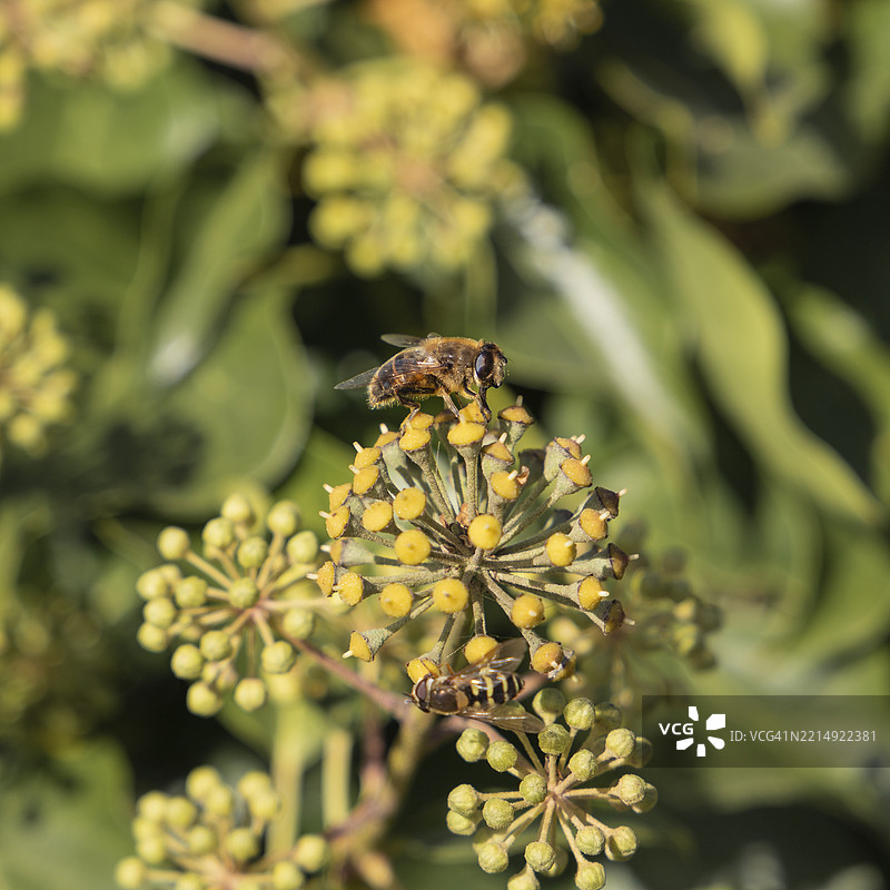 蜜蜂在花朵上采集花蜜和花粉（微距）图片素材