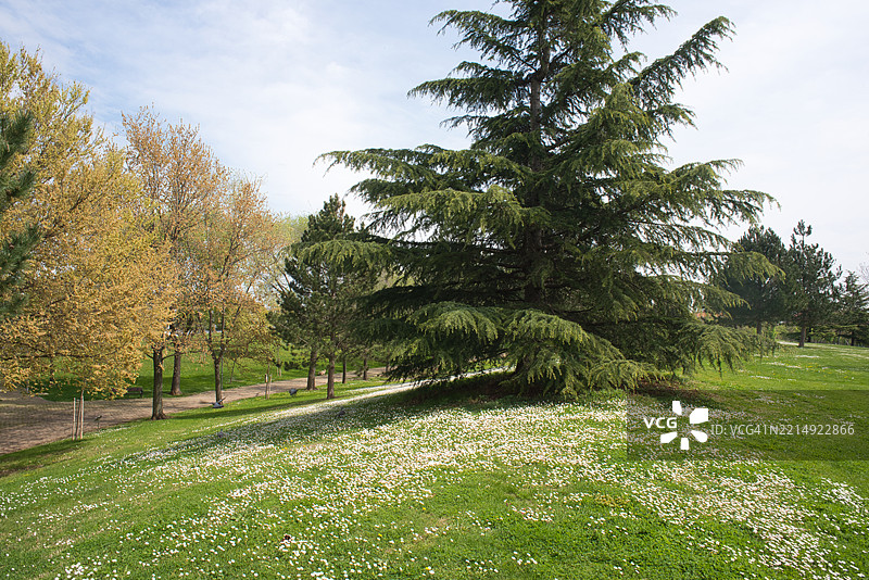 田野上的树木与天空相映成趣图片素材