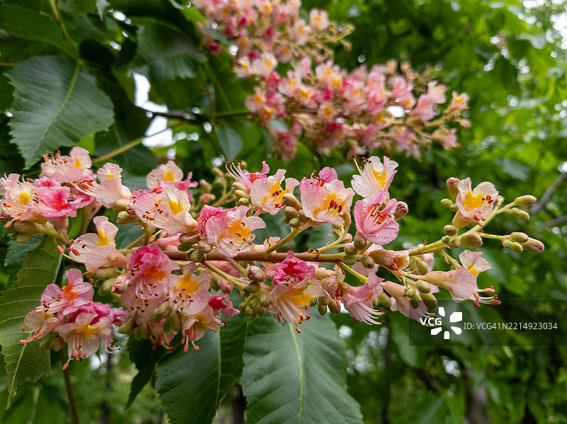粉色开花植物的特写镜头图片素材