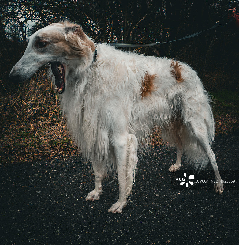 田野上狗的特写，斯洛伐克，维索卡·普里·莫拉维图片素材