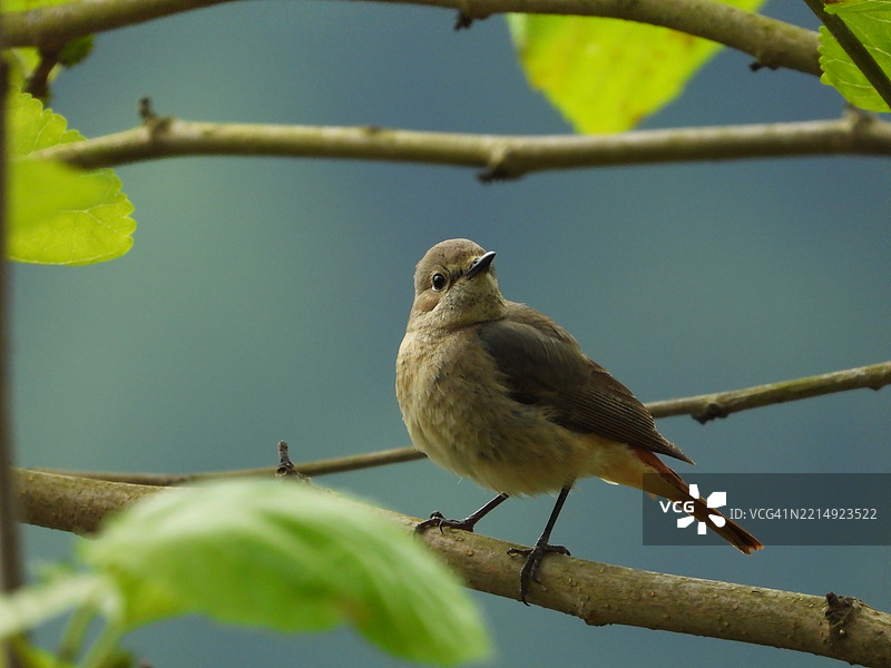 歌鸲栖息在树枝上的特写，土耳其吉雷松图片素材