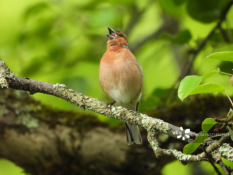 歌鸲栖息在树枝上的特写，土耳其吉雷松图片素材