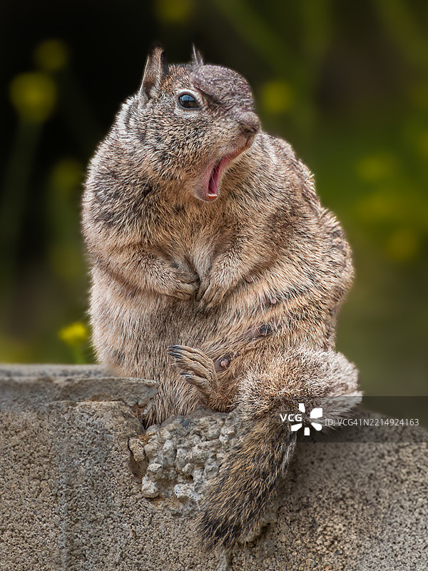 加州南帕萨迪纳的土拨鼠特写，坐在挡土墙上图片素材