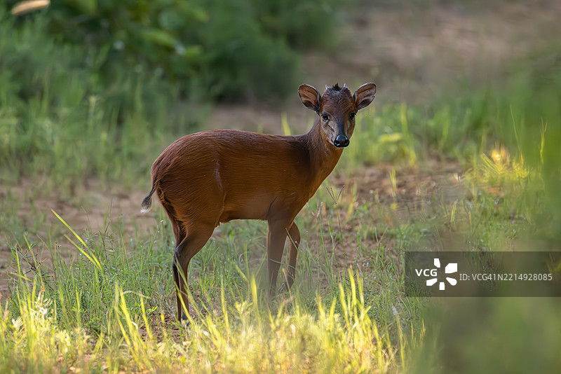 南非野外的年轻雄性灌木羚羊图片素材
