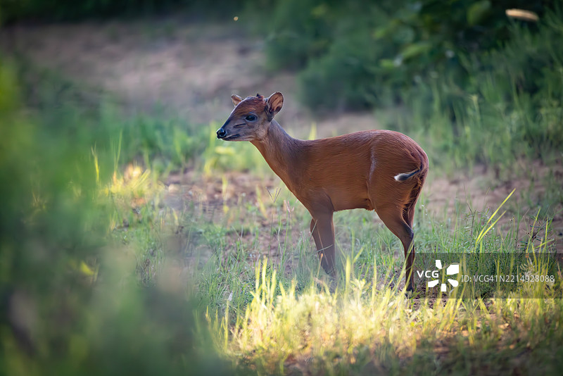 南非自然栖息地中的年轻小羚羊图片素材