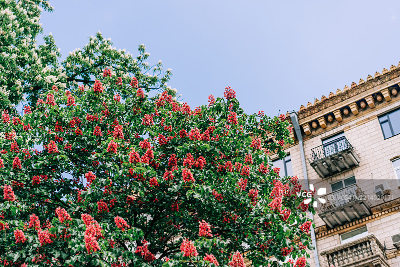 鲜艳盛开的栗子花与历史建筑背景相映成趣图片素材