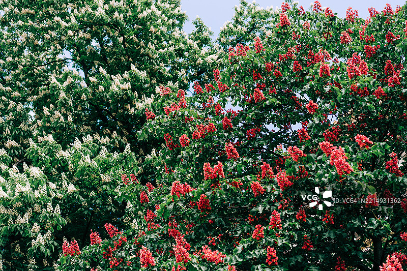 鲜艳的粉色和白色栗花映衬着明亮的绿色叶子和湛蓝的天空图片素材