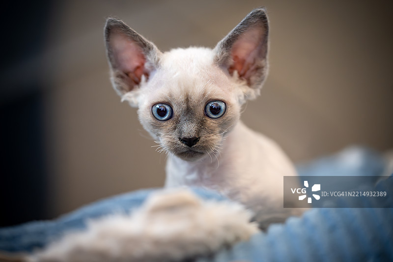 德文卷毛猫小猫的肖像图片素材