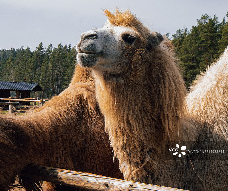 骆驼特写镜头图片素材