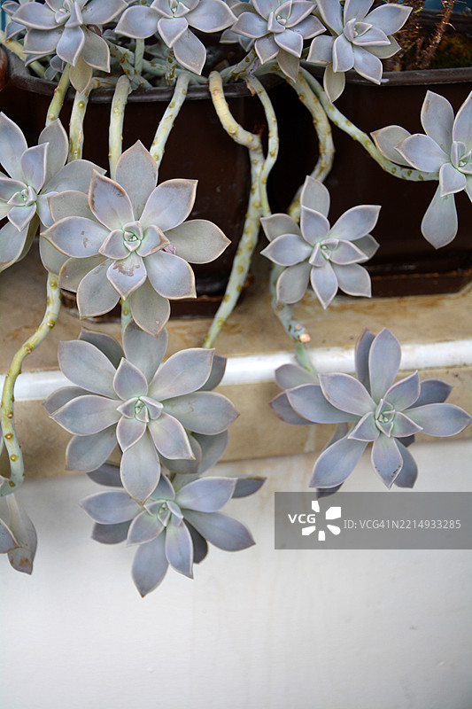 近距离拍摄的名为幽灵植物的多肉植物（Graptopetalum paraguayense）在花盆中。图片素材