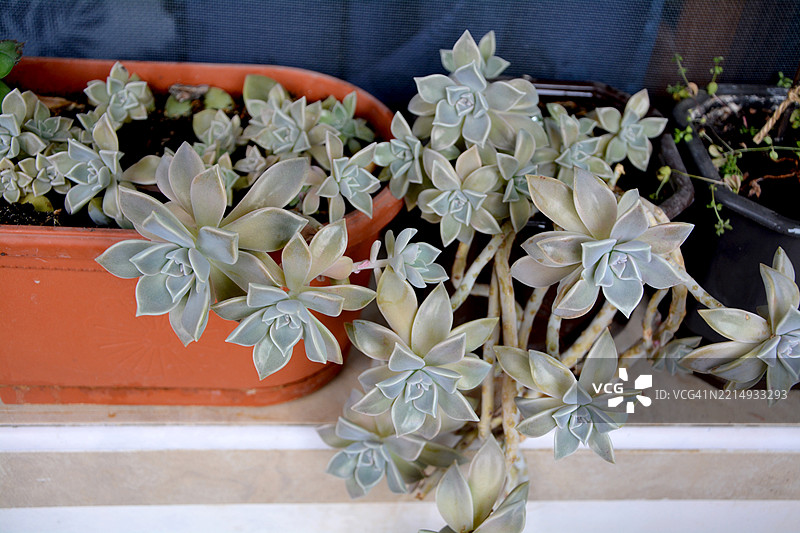 近距离拍摄的名为幽灵植物的多肉植物（Graptopetalum paraguayense）在花盆中。图片素材