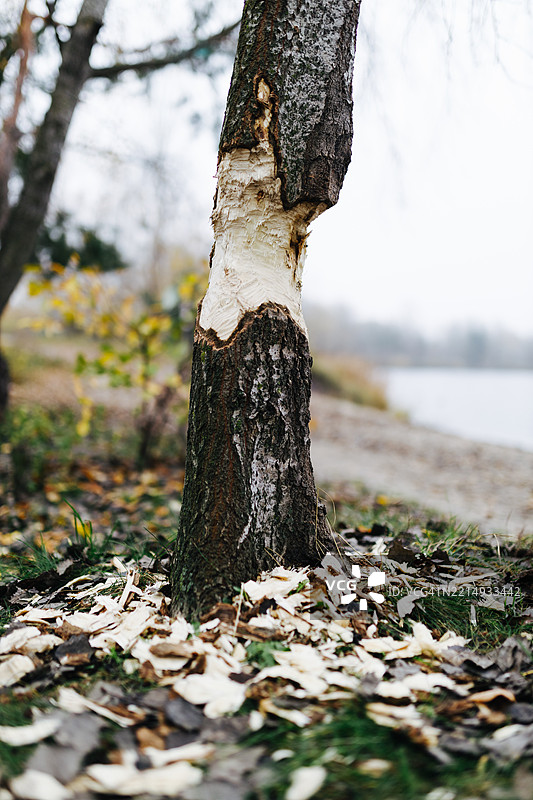 树干上有海狸啃咬痕迹，旁边是秋天的落叶和宁静的水源图片素材
