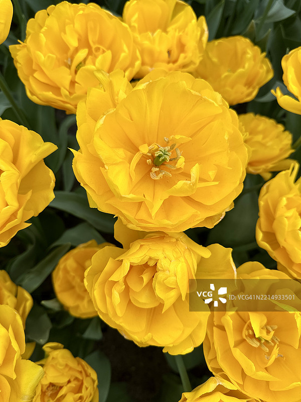 荷兰南荷兰省利塞的黄色开花植物特写图片素材