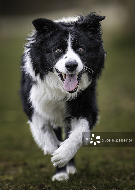 卢森堡的一只狗的肖像图片素材