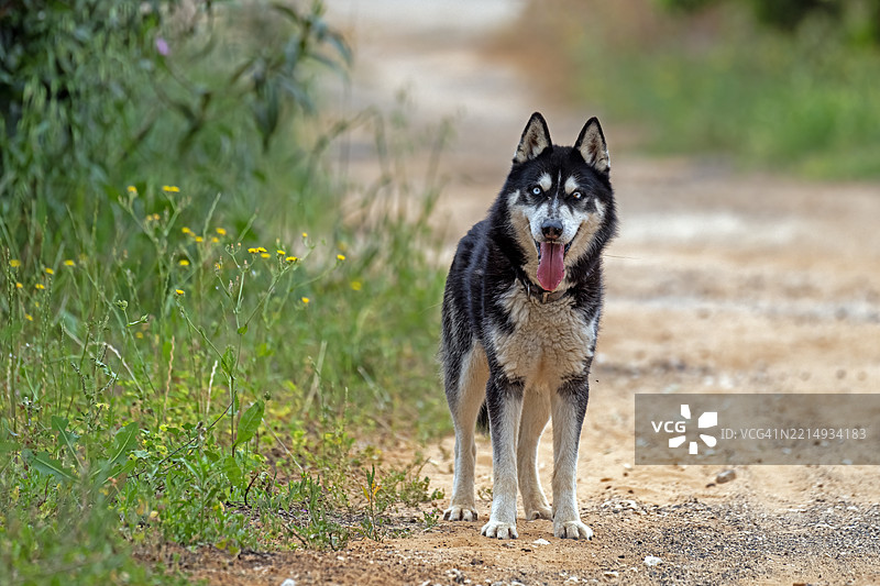 田野上的狗肖像图片素材