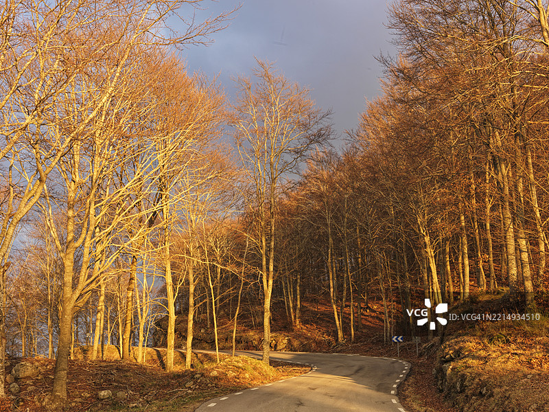 秋天森林中的树木图片素材