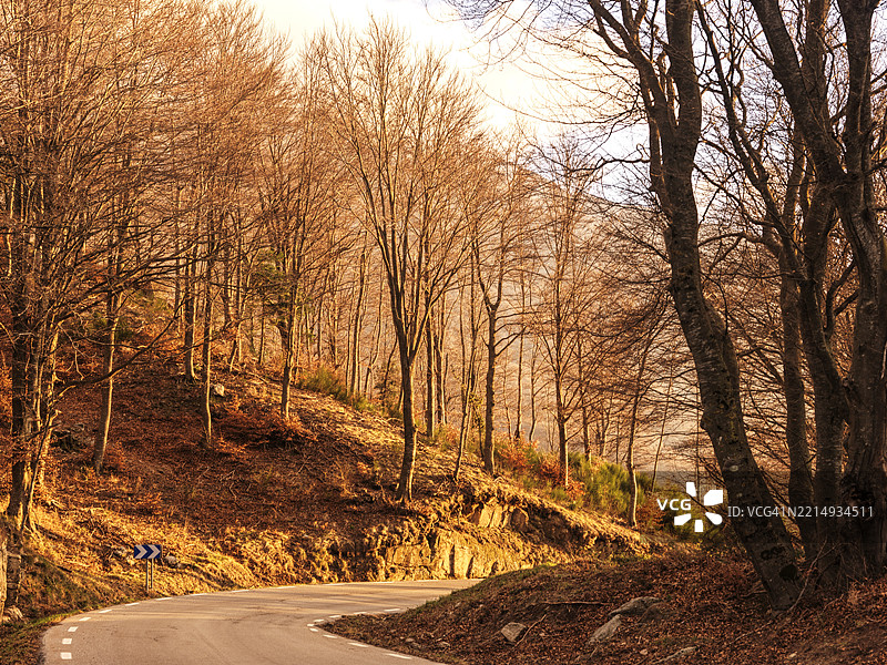 秋天森林中的树木图片素材