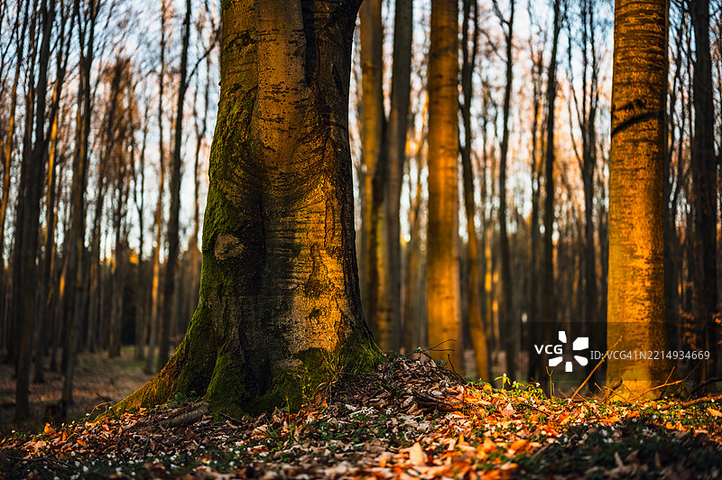 秋天森林中的树木图片素材