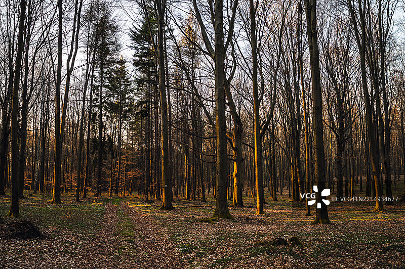 秋天森林中的树木图片素材