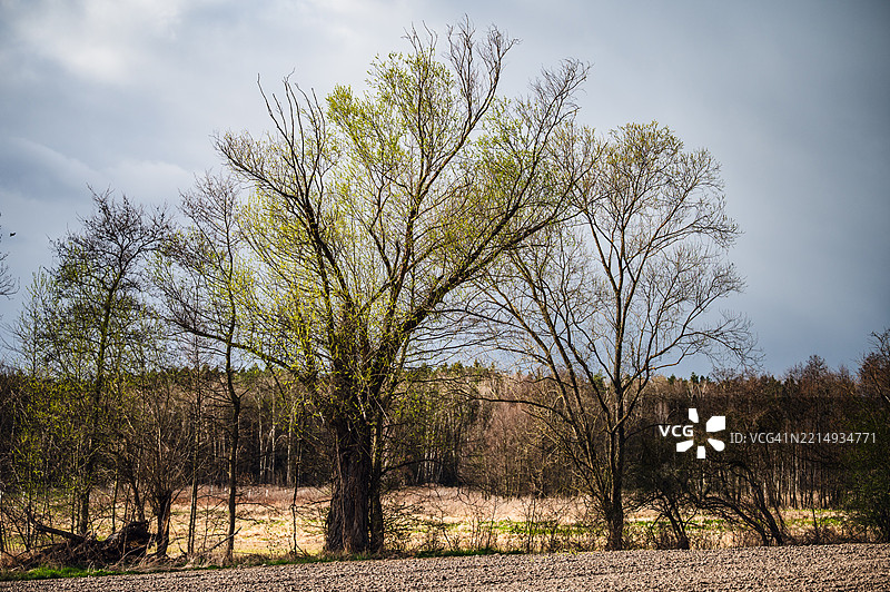 田野上的树木与天空相映成趣图片素材