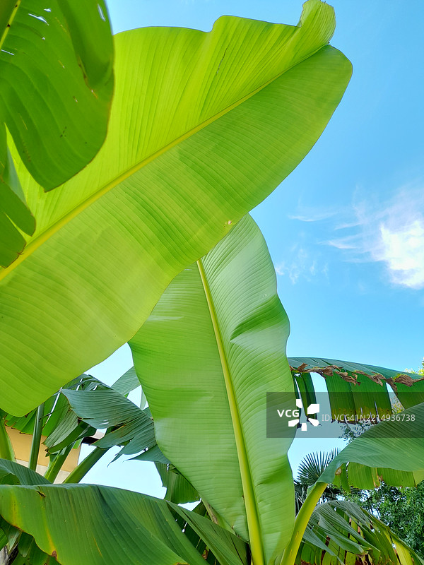 低角度视图的树叶与天空相对图片素材