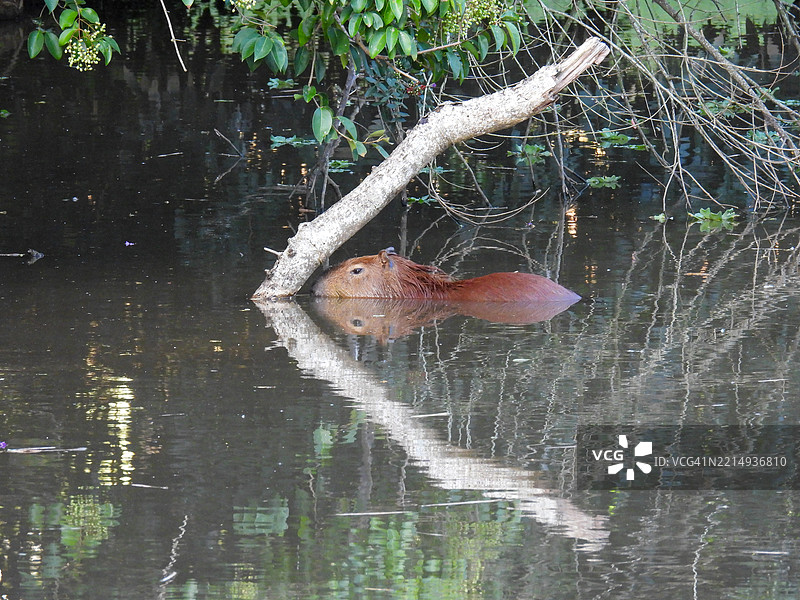 巴西坎皮纳斯湖中鸟类的侧面视图图片素材