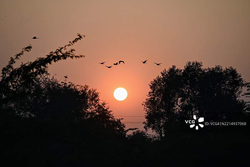 日落时分，鸟儿在天空中飞翔的剪影图片素材