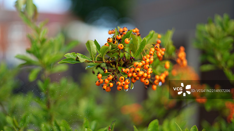 植物上生长的浆果特写，格里姆斯比，英国图片素材