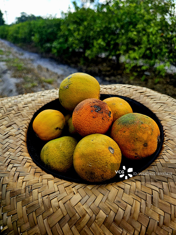 佛罗里达州的篮子里装满水果的特写镜头图片素材