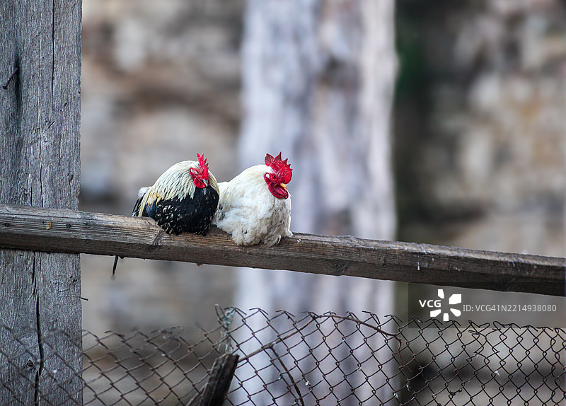 鸟儿栖息在栏杆上的特写，保加利亚图片素材