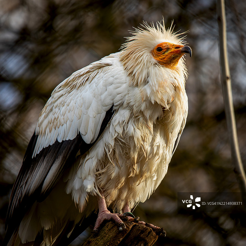 鹰的特写镜头图片素材