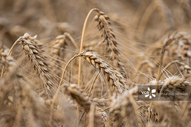 小麦特写图片素材