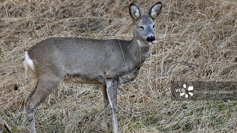 意大利田野上站着的鹿的肖像图片素材