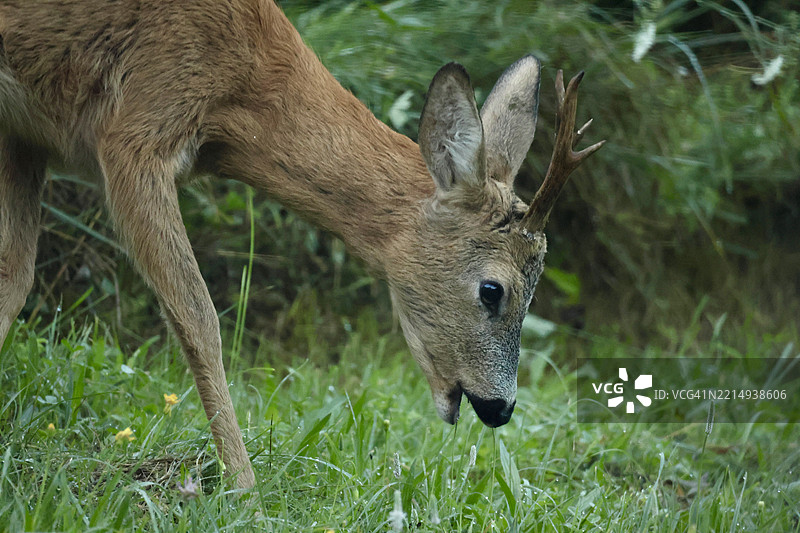 意大利田野上的鹿特写图片素材