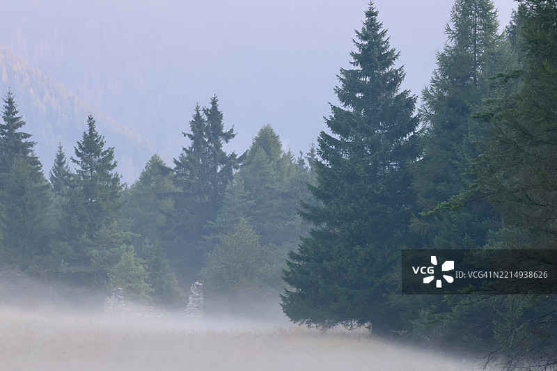 意大利森林中的树木与天空相映成趣图片素材