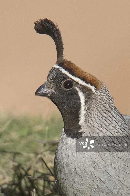甘贝尔鹌鹑雄性特写图片素材