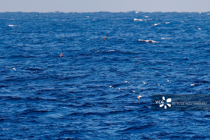 一群美丽的条纹海燕（Calonectris leucomelas），属于鸻科，出现在水中。图片素材